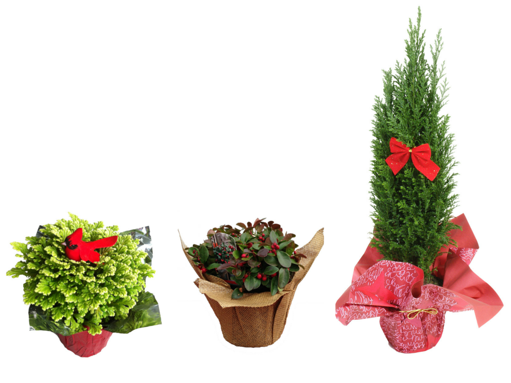Feature Friday: Plant Care